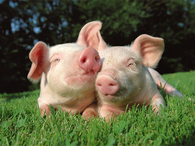 AHDB Pork