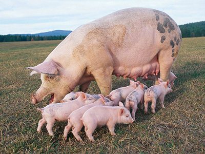 AHDB Pork
