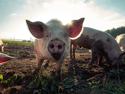 AHDB Pork